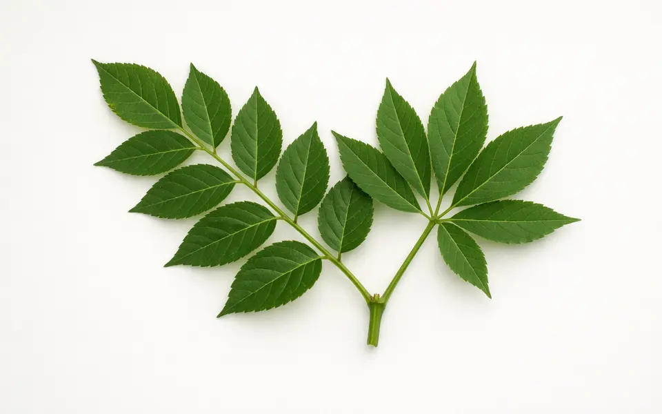 Compound Leaves: Leaflets, Stems, and Lookalike Clues visual support
