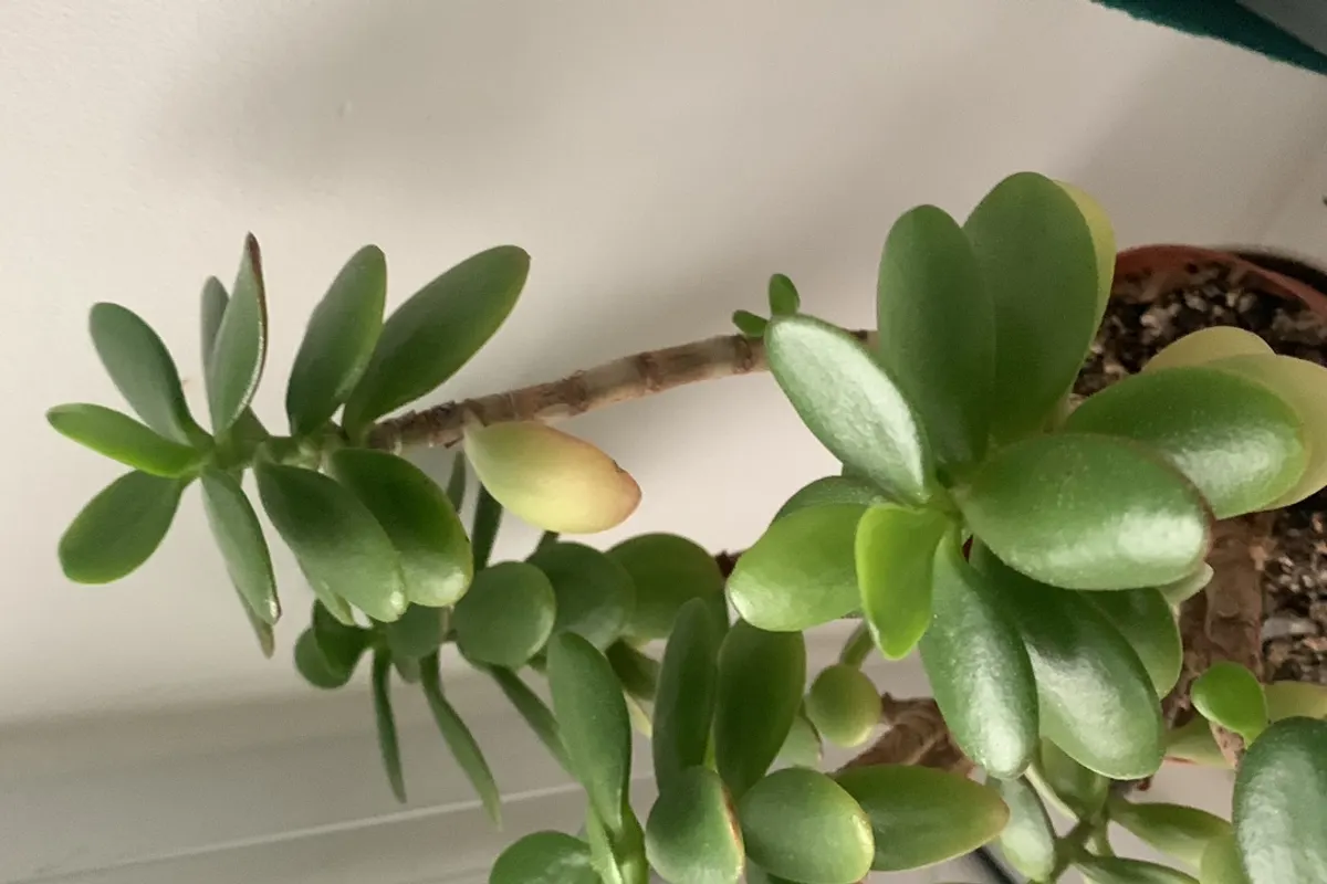 Jade Plant identified with Leaf Identification: Leafzy